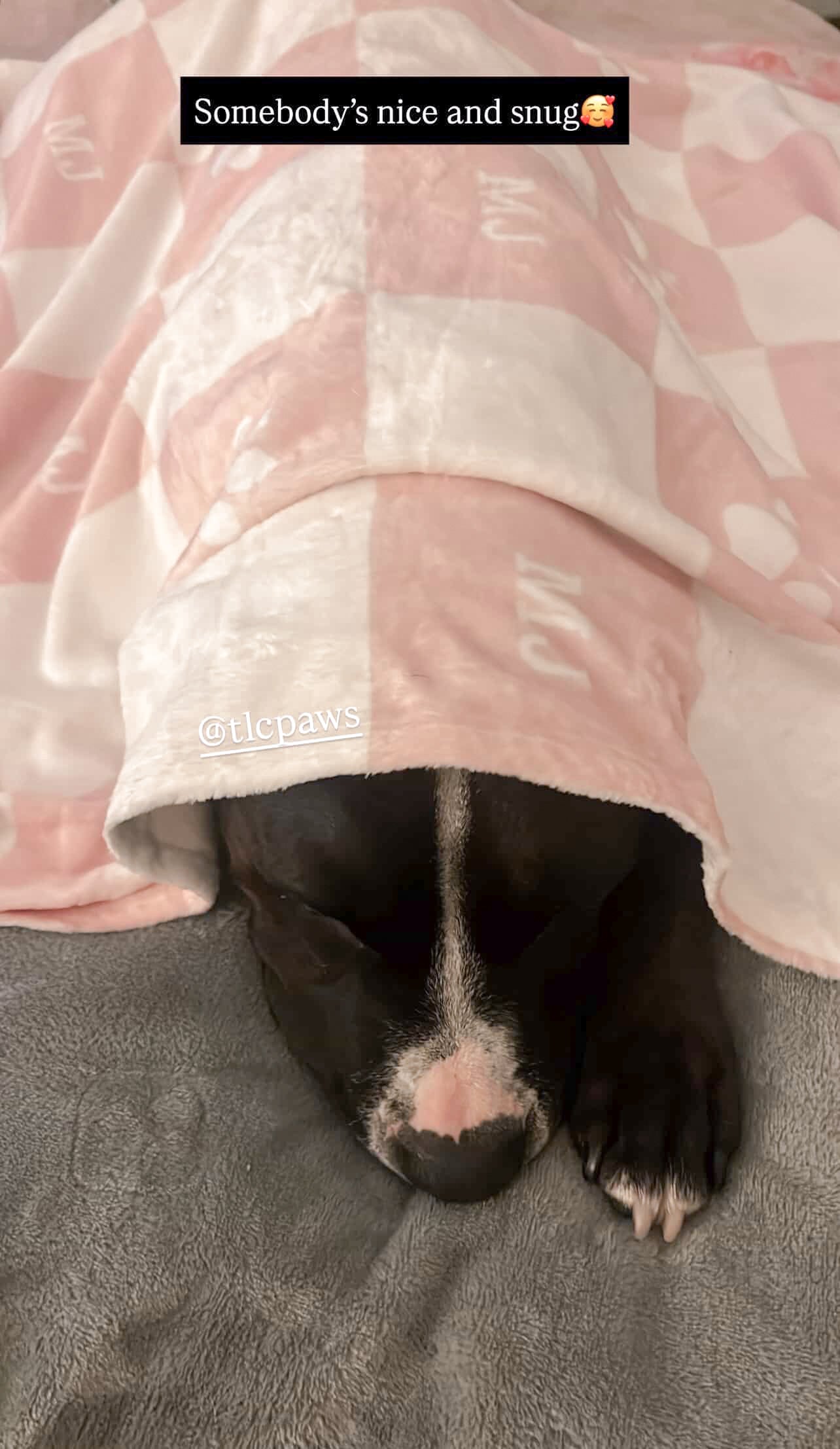 Deluxe Personalised Puppy Starter Kit (Pink) - Complete Essentials with Custom Blanket, Pet Bowl, Matching Collar & Leash, and Pet Bandana - TLC Paws