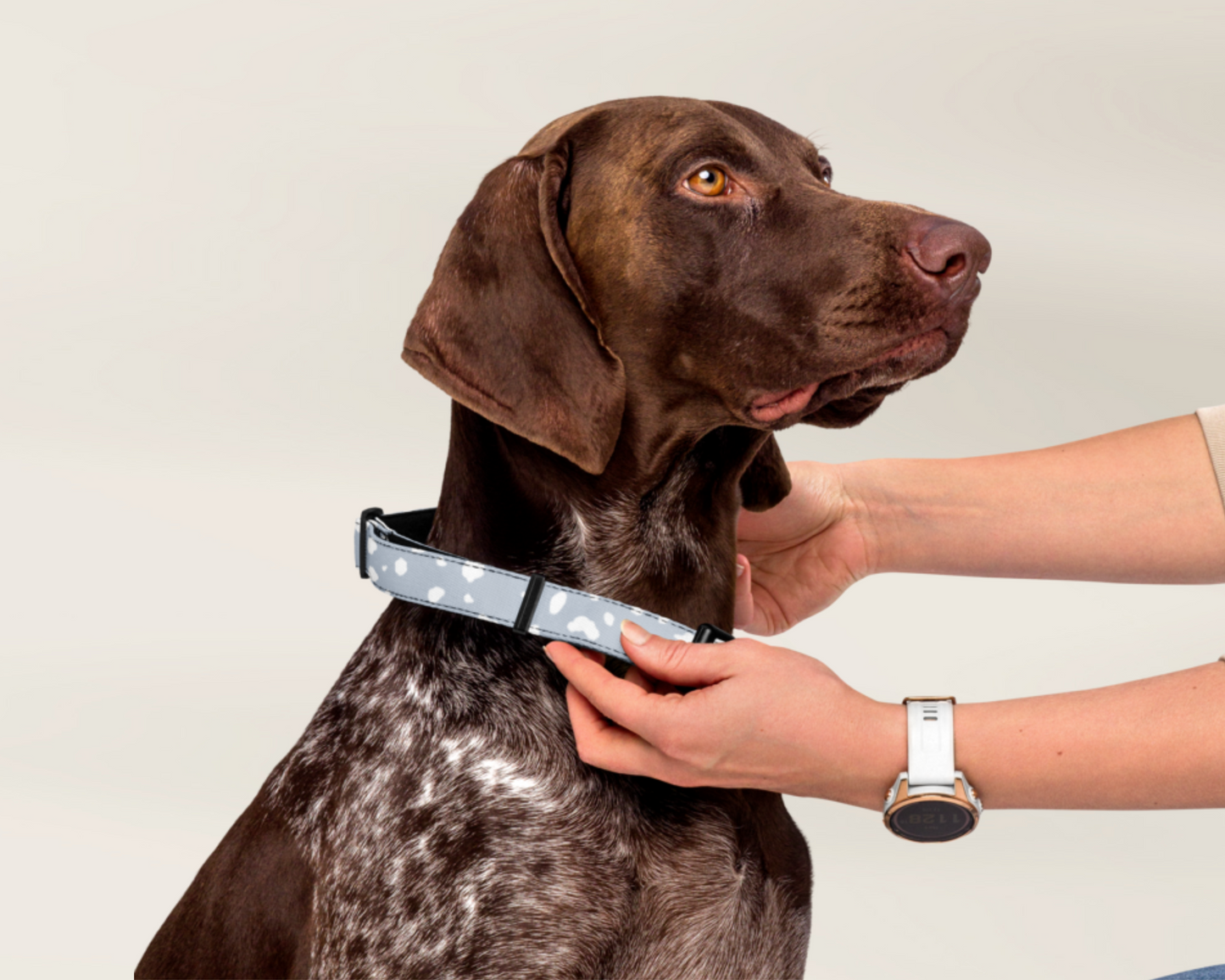 Dog Collar - Spotted Powder Blue - TLC Paws