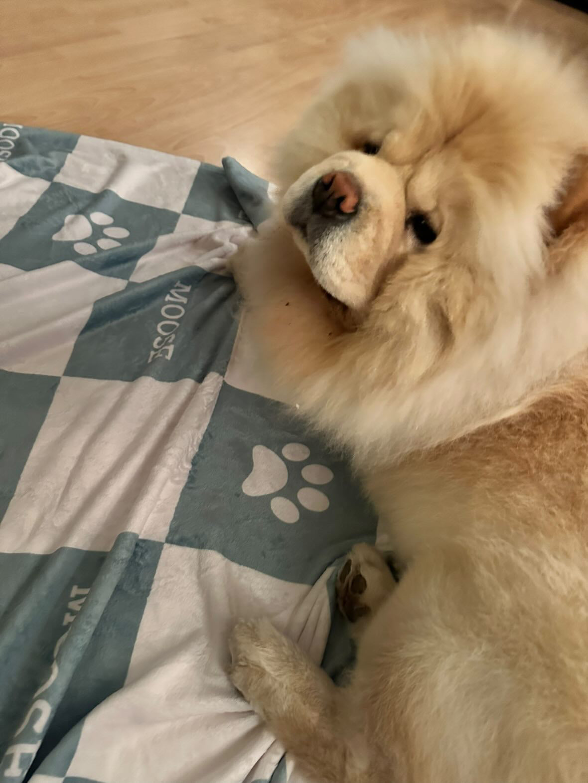 Personalised Pet Blanket and Throw - Sage - TLC Paws