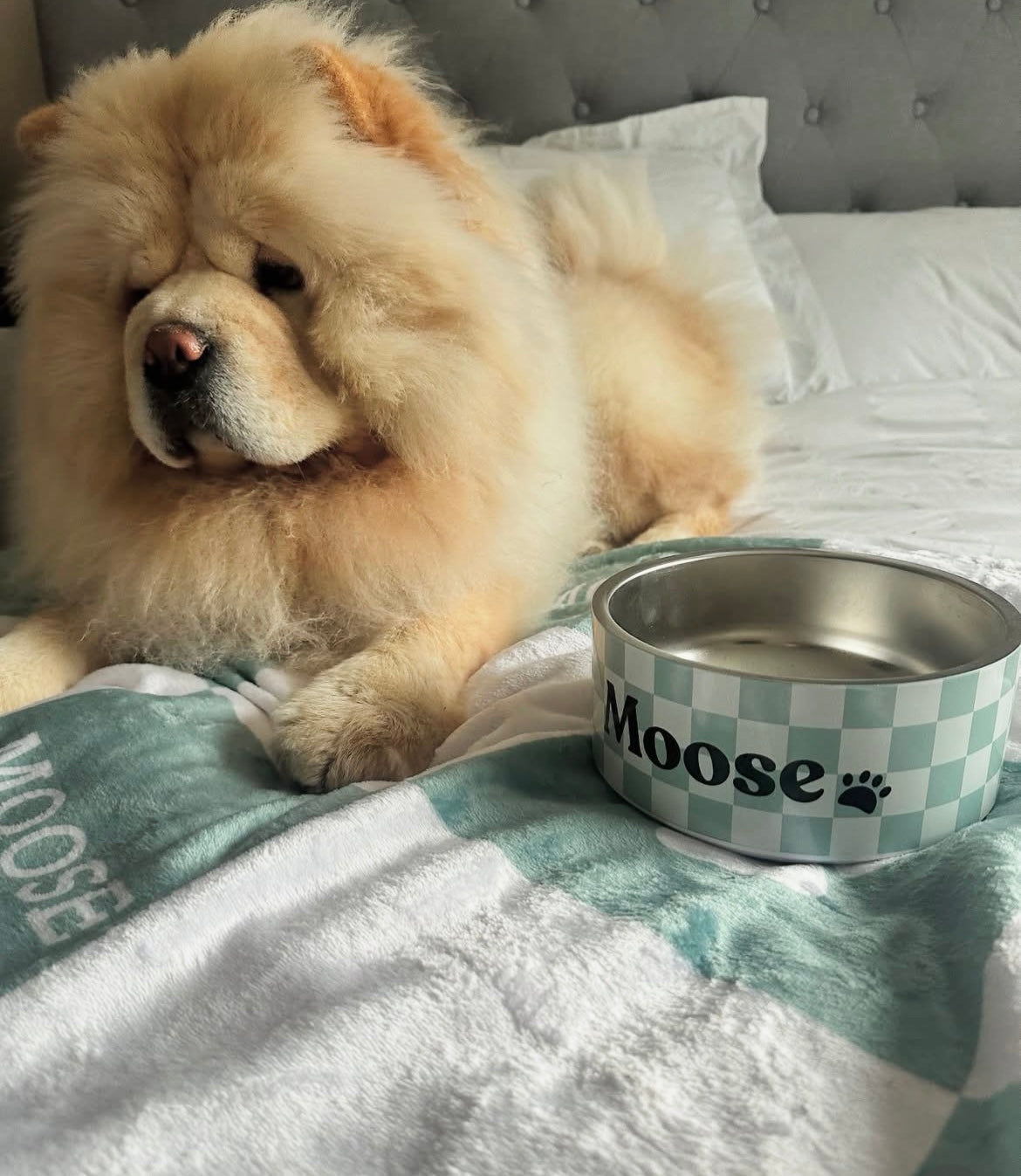 Personalised Dog Bowl - Checkered Stainless Steel Food and Water Bowl