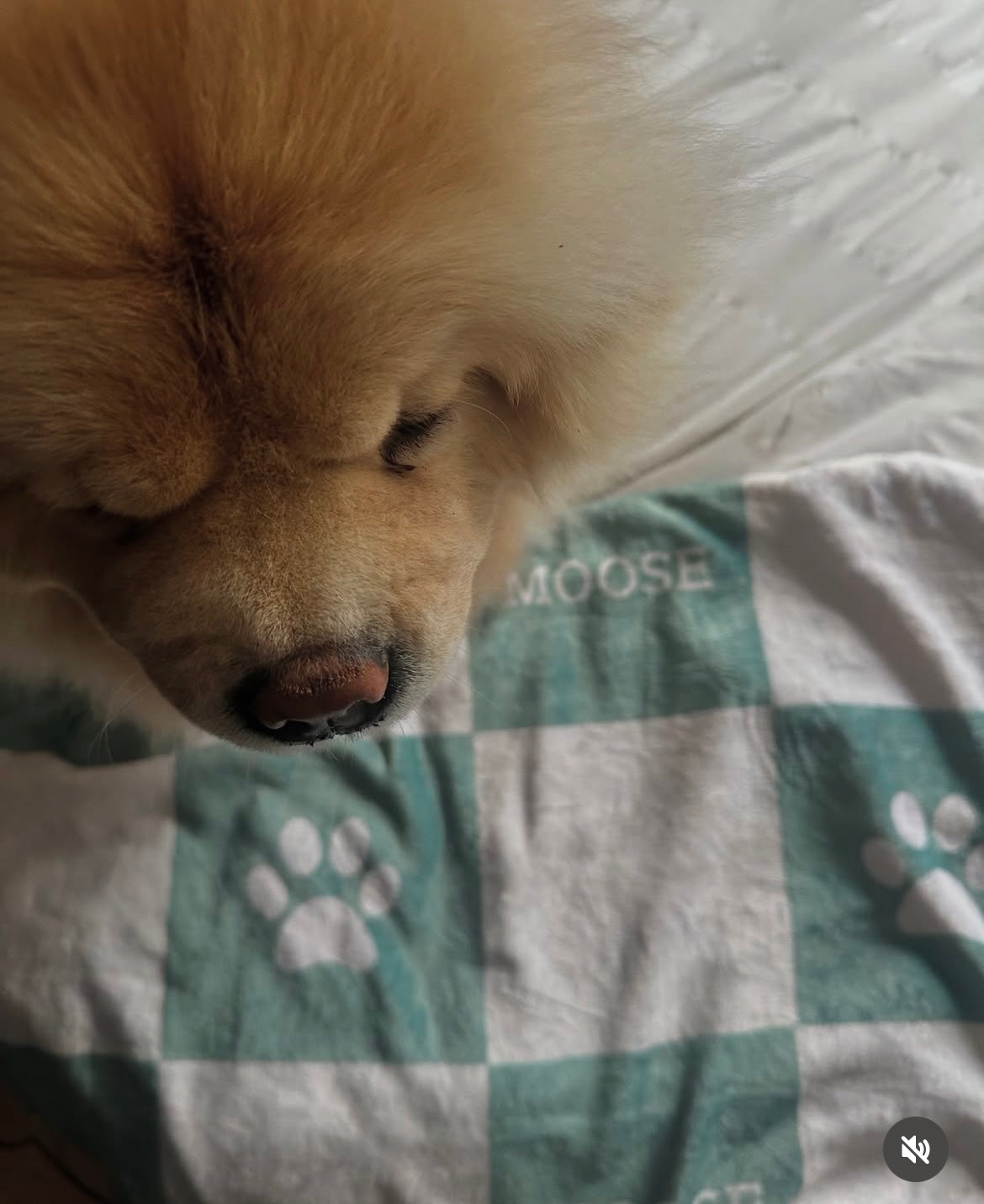 Personalised Pet Blanket and Throw - Sage - TLC Paws