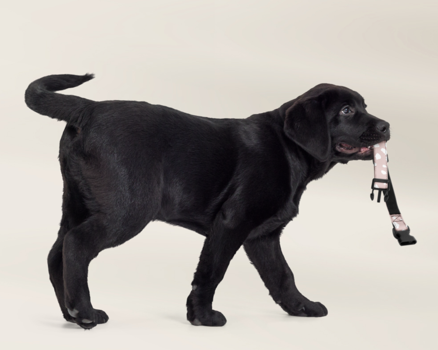 Puppy Collar and Leash - Spotted Dusty Pink - TLC Paws