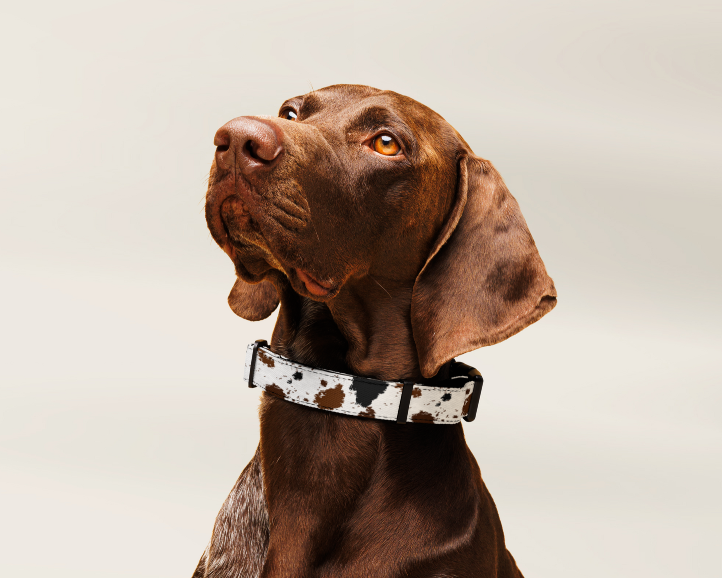 Dog Leash - Cowhide Animal Print - TLC Paws