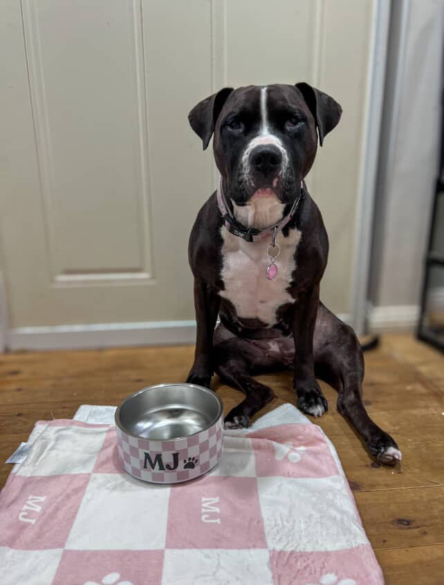 Personalised Dog Bowl - Checkered Stainless Steel Food and Water Bowl