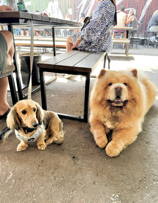 Best Dog Friendly Cafes and Restaurants in Sydney: 10 Best Spots for Dining with Your Dog