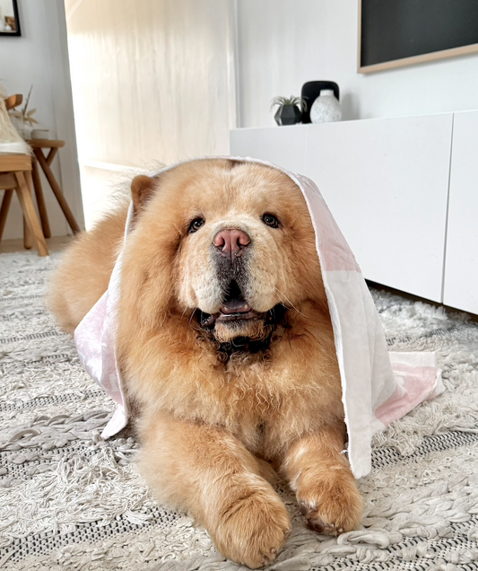 Winter Essentials for Pets & Pet Lovers - Stay Cozy & Warm this Snuggle Season