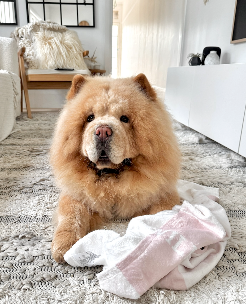 SHOP ALL PETS