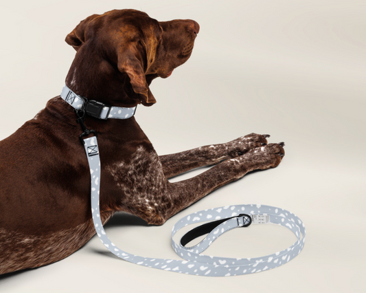 Dog Leash - Spotted Powder Blue - TLC Paws