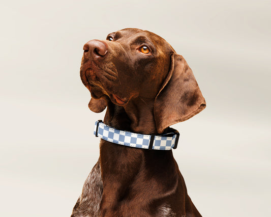 Dog Collar and Leash Set Checkered Blue - TLC Paws