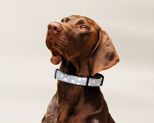 Dog Collar - Spotted Powder Blue - TLC Paws