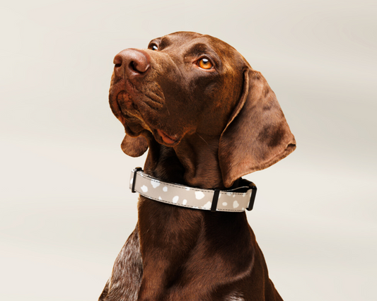 Dog Collar - Spotted Sand - TLC Paws