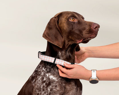 Dog Collar and Leash Set Gingham Pink TLC Paws