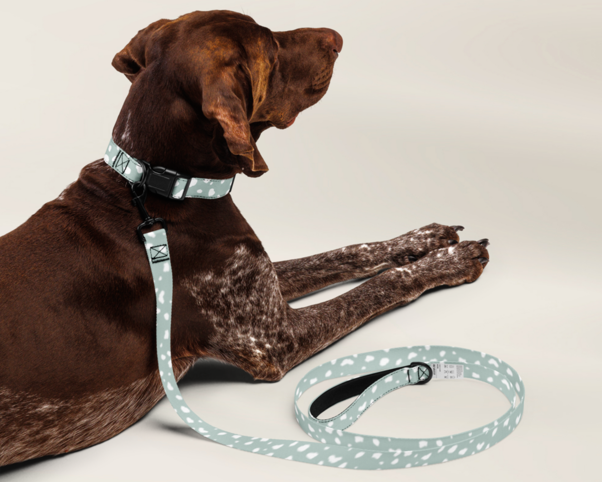 Dog Collar and Leash Set