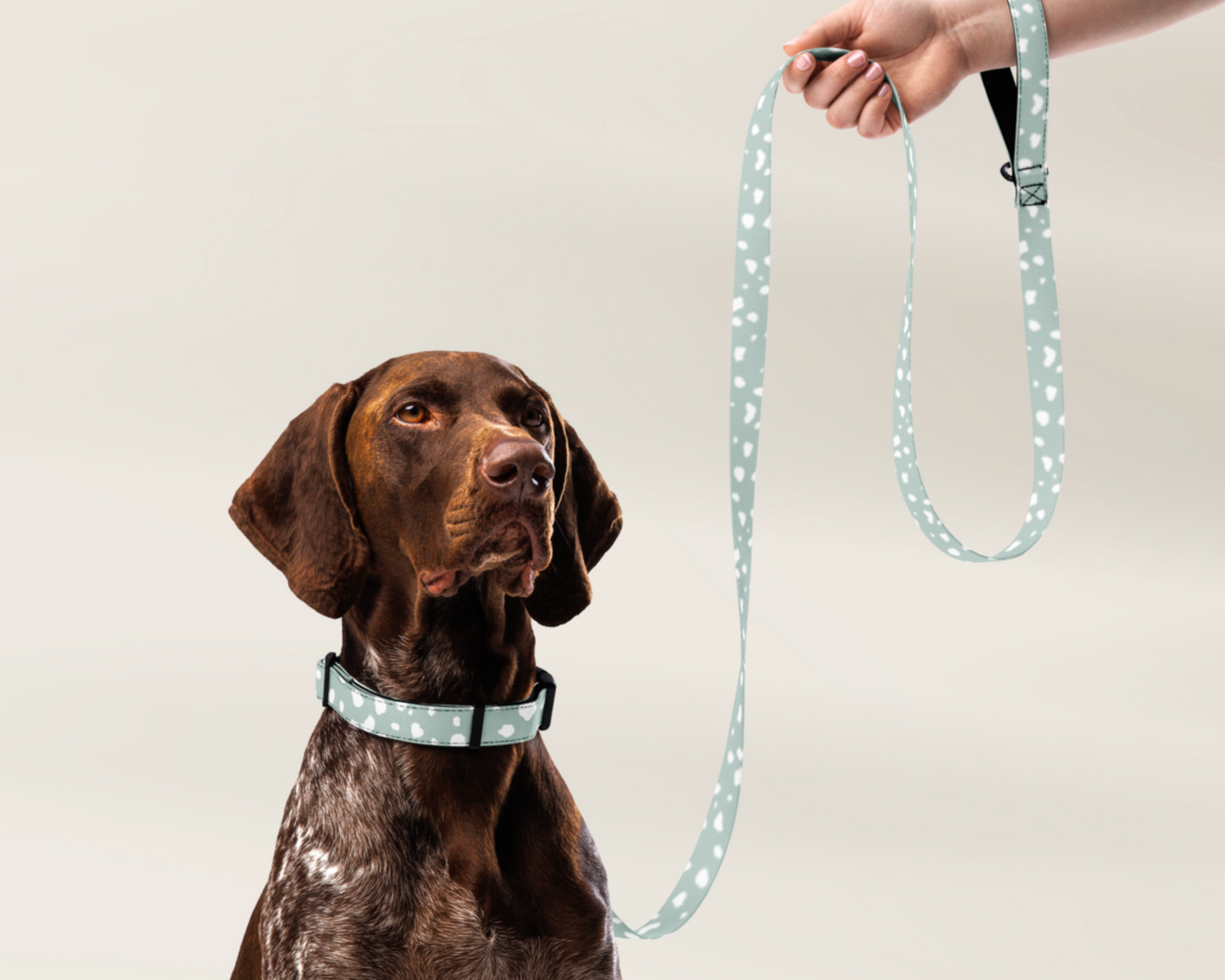 Dog Collar and Leash Set