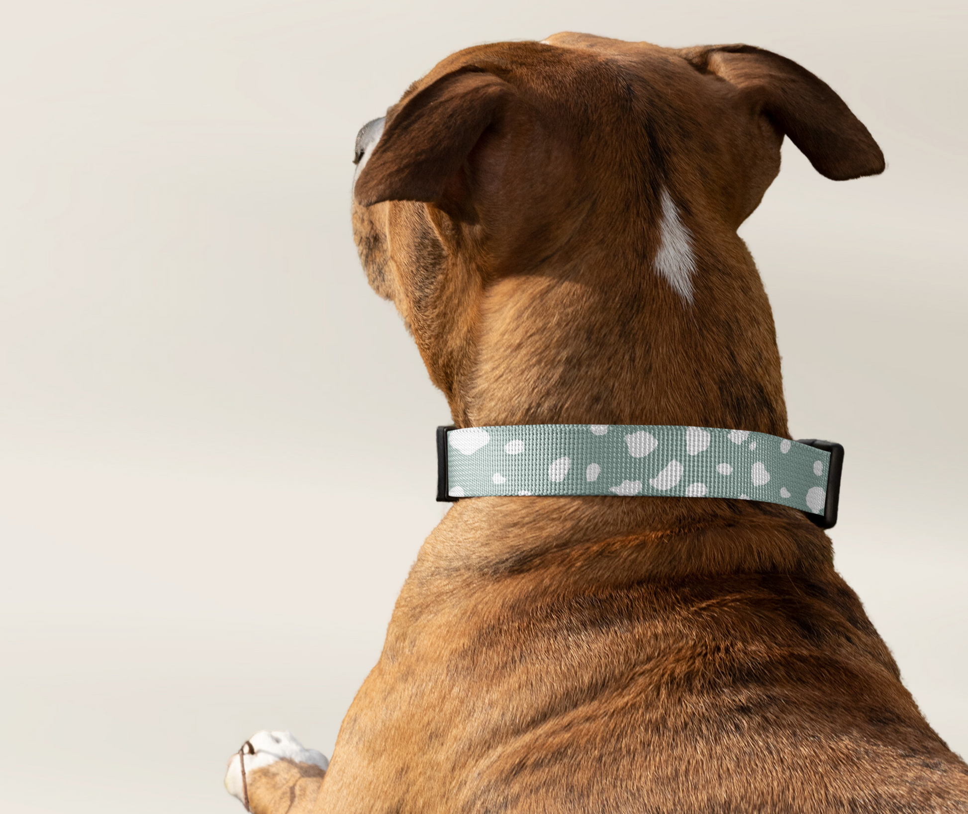 Dog Collar and Leash Set