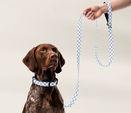 Dog Collar and Leash Set - Checkered Blue - TLC Paws