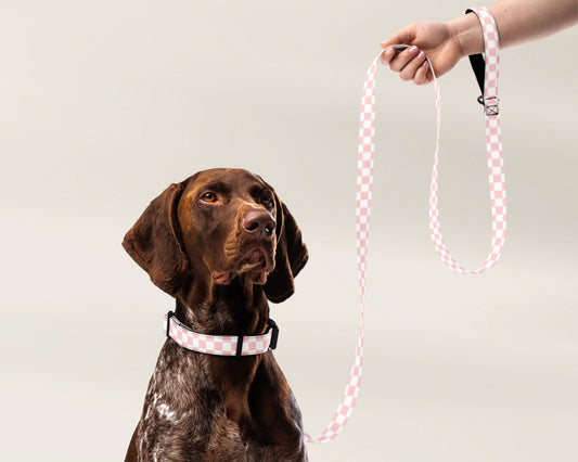 Dog Collar and Leash Set - Checkered Pink - TLC Paws