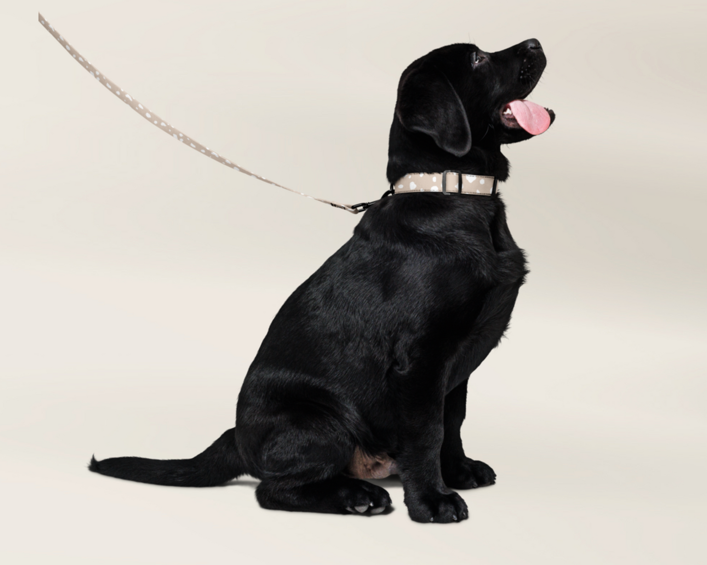 Dog Collar and Leash - Spotted Sand - TLC Paws