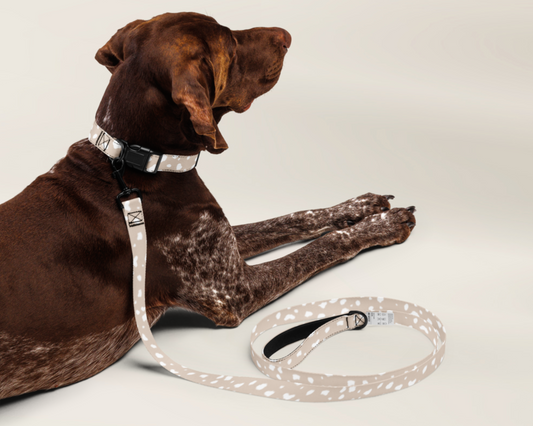 Dog Collar and Leash Set - Spotted Sand - TLC Paws