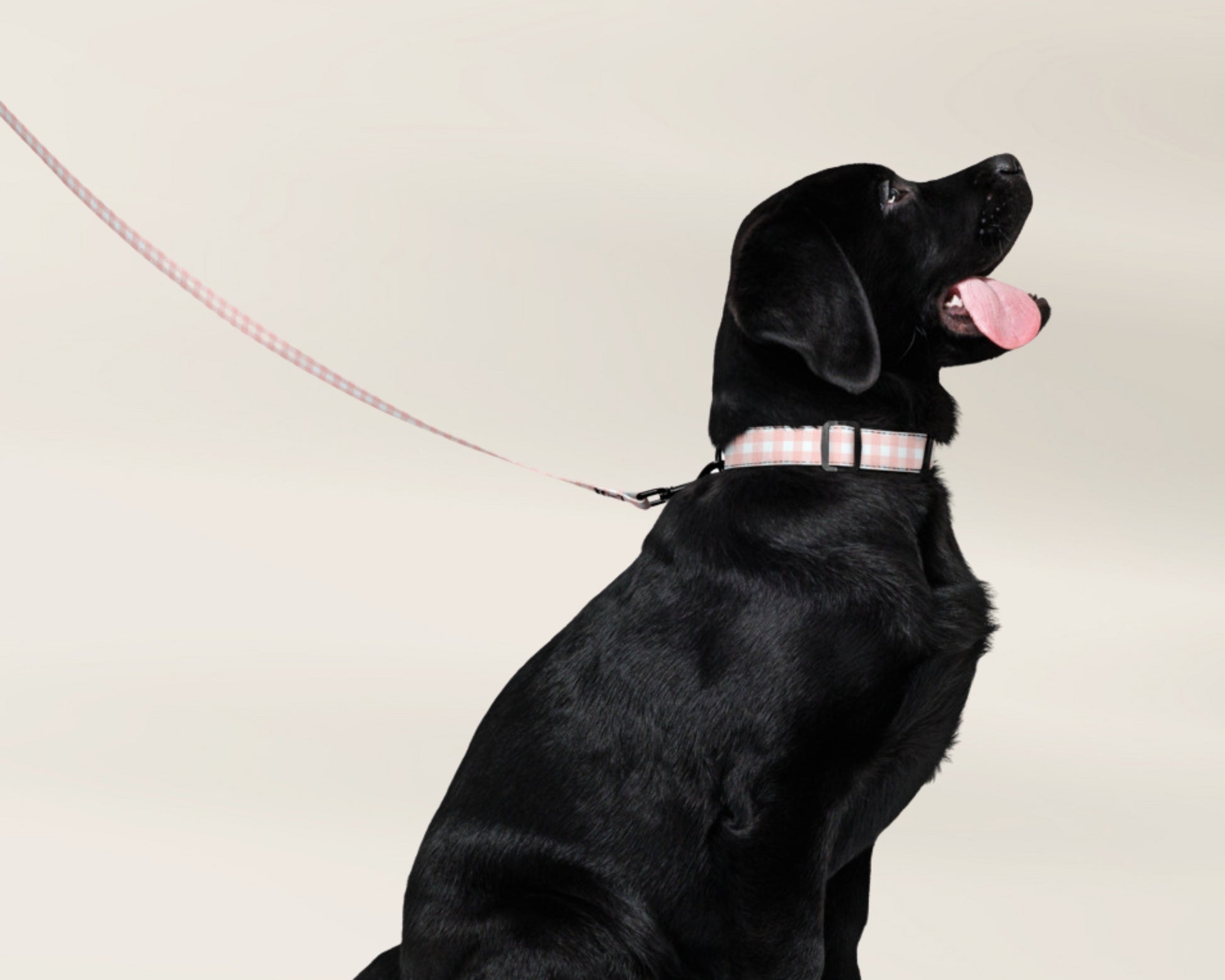 Dog Collar and Leash Set Gingham Pink TLC Paws
