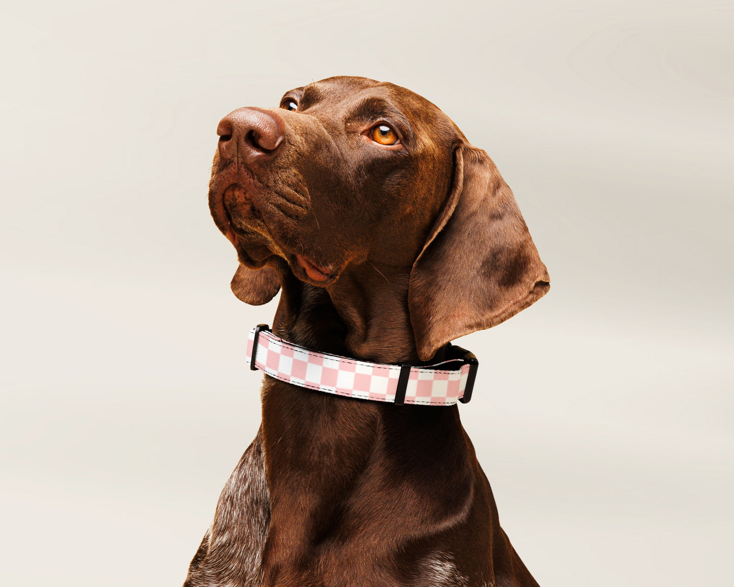 Custom Dog Pet Collar - Checkered Pink - TLC Paws