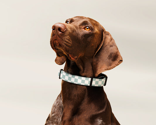 Custom Dog Pet Collar - Checkered Sage - TLC Paws