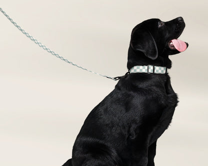 Custom Dog Pet Collar - Checkered Sage - TLC Paws