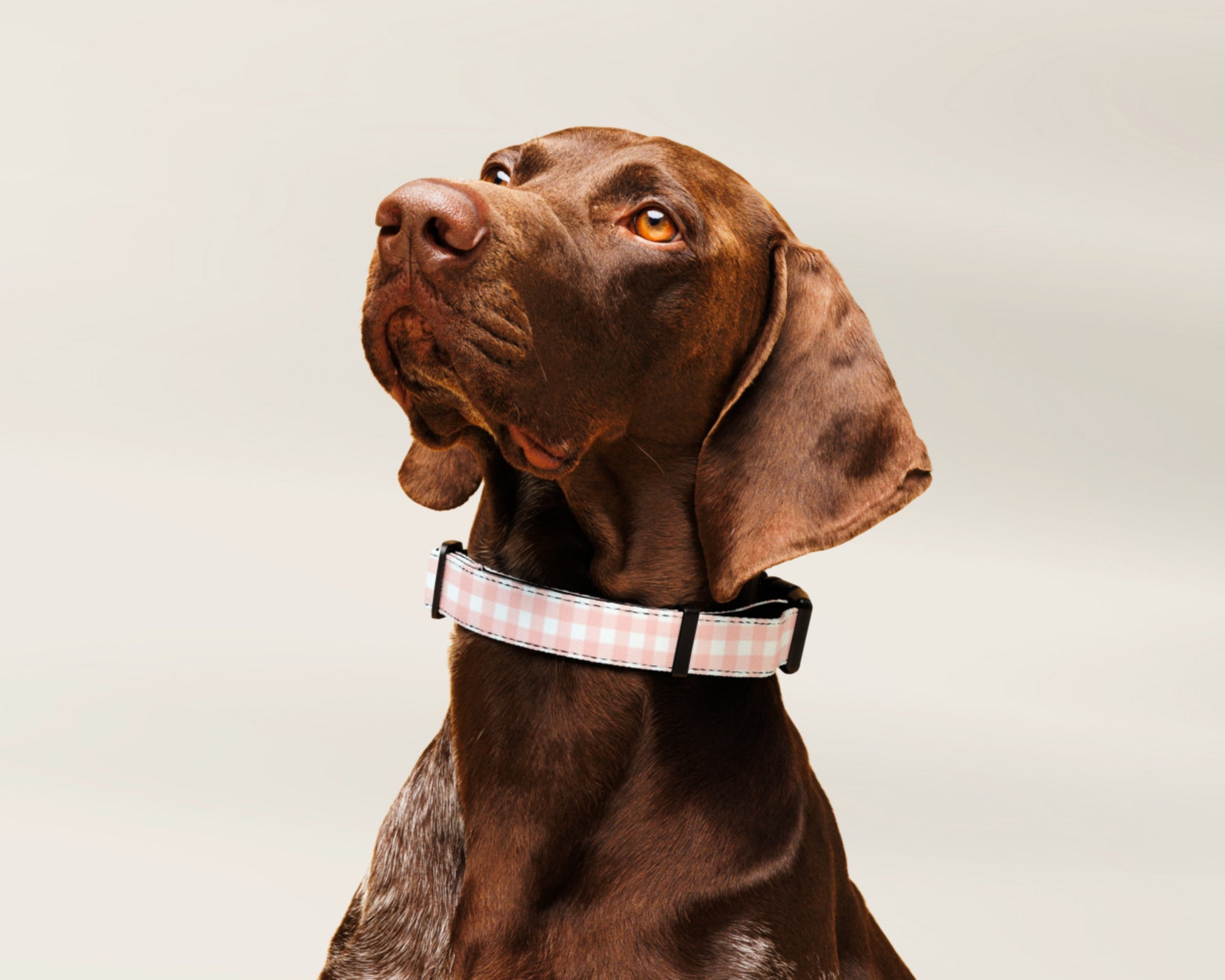 Dog Collar - Gingham Pink - TLC Paws