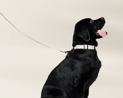 Custom Dog Pet Collar - Gingham Sand - TLC Paws
