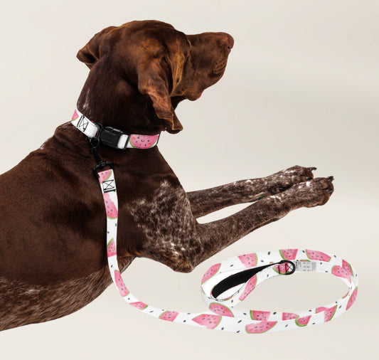 Dog Leash - Watermelon - TLC Paws