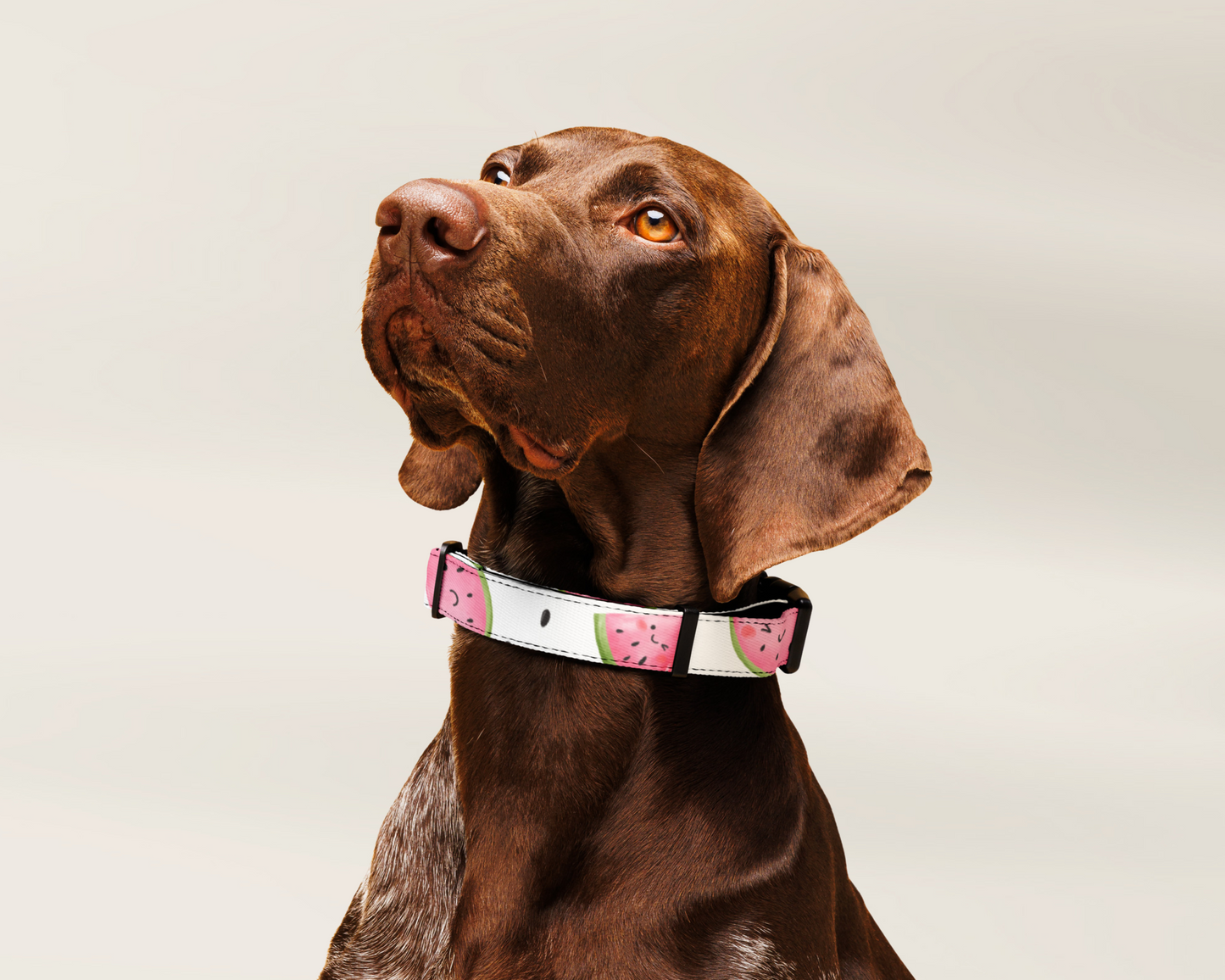 Dog Collar - Watermelon - TLC Paws