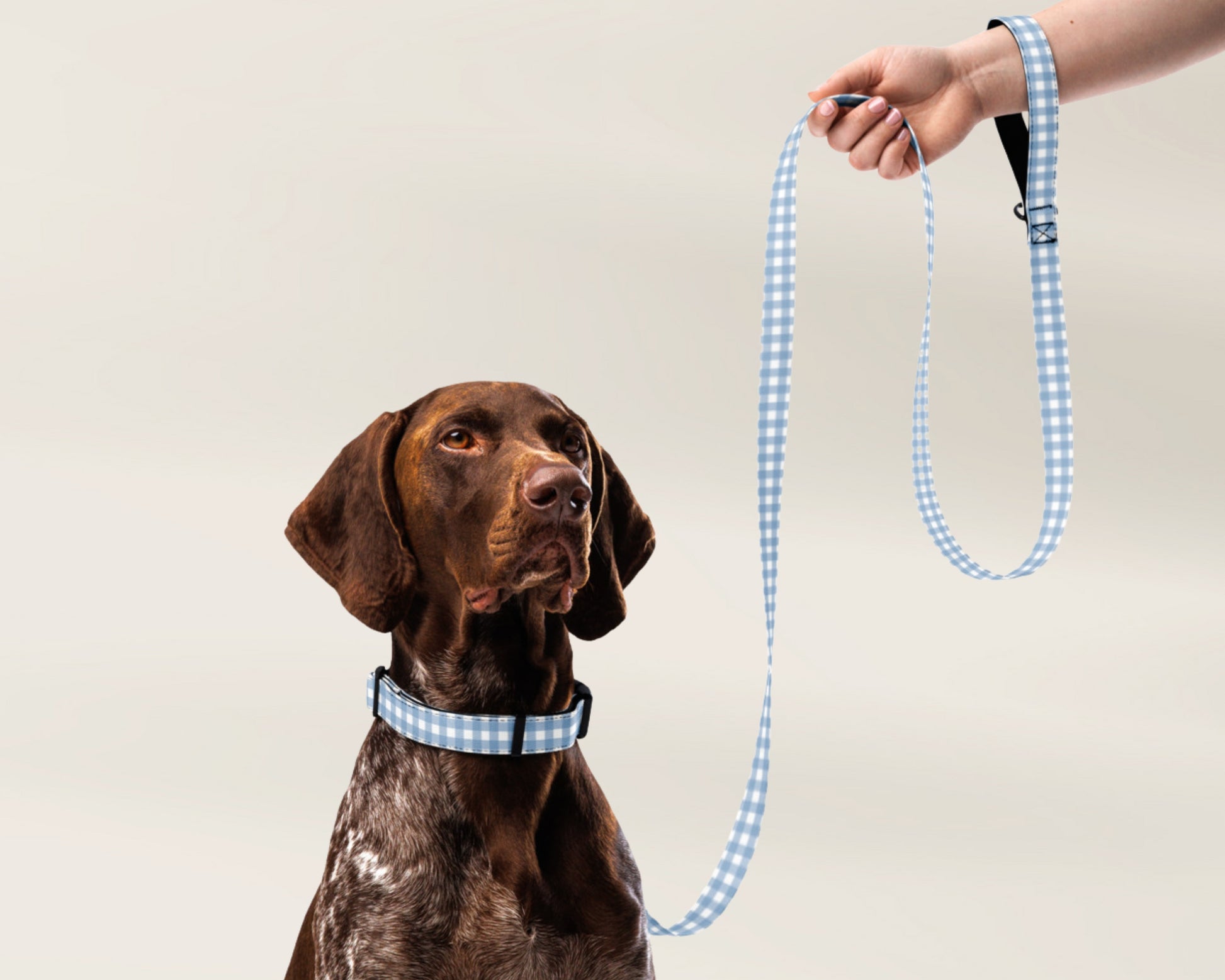 Custom Pet Dog Leash - Gingham Blue - TLC Paws