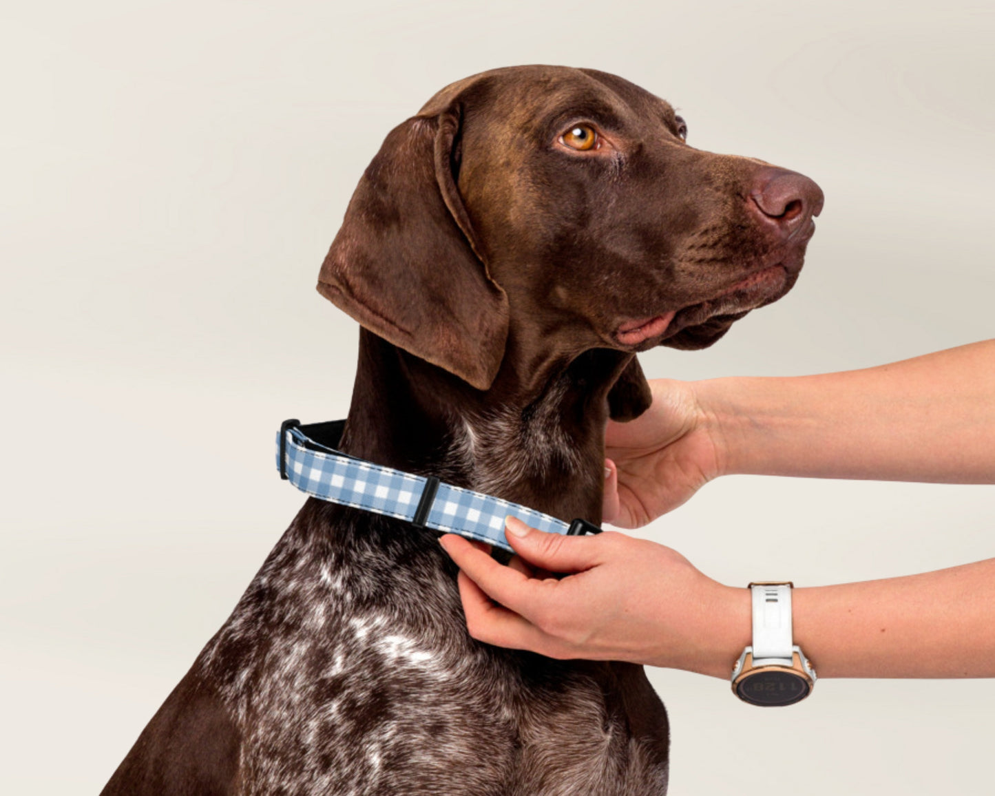 Custom Pet Dog Leash - Gingham Blue - TLC Paws