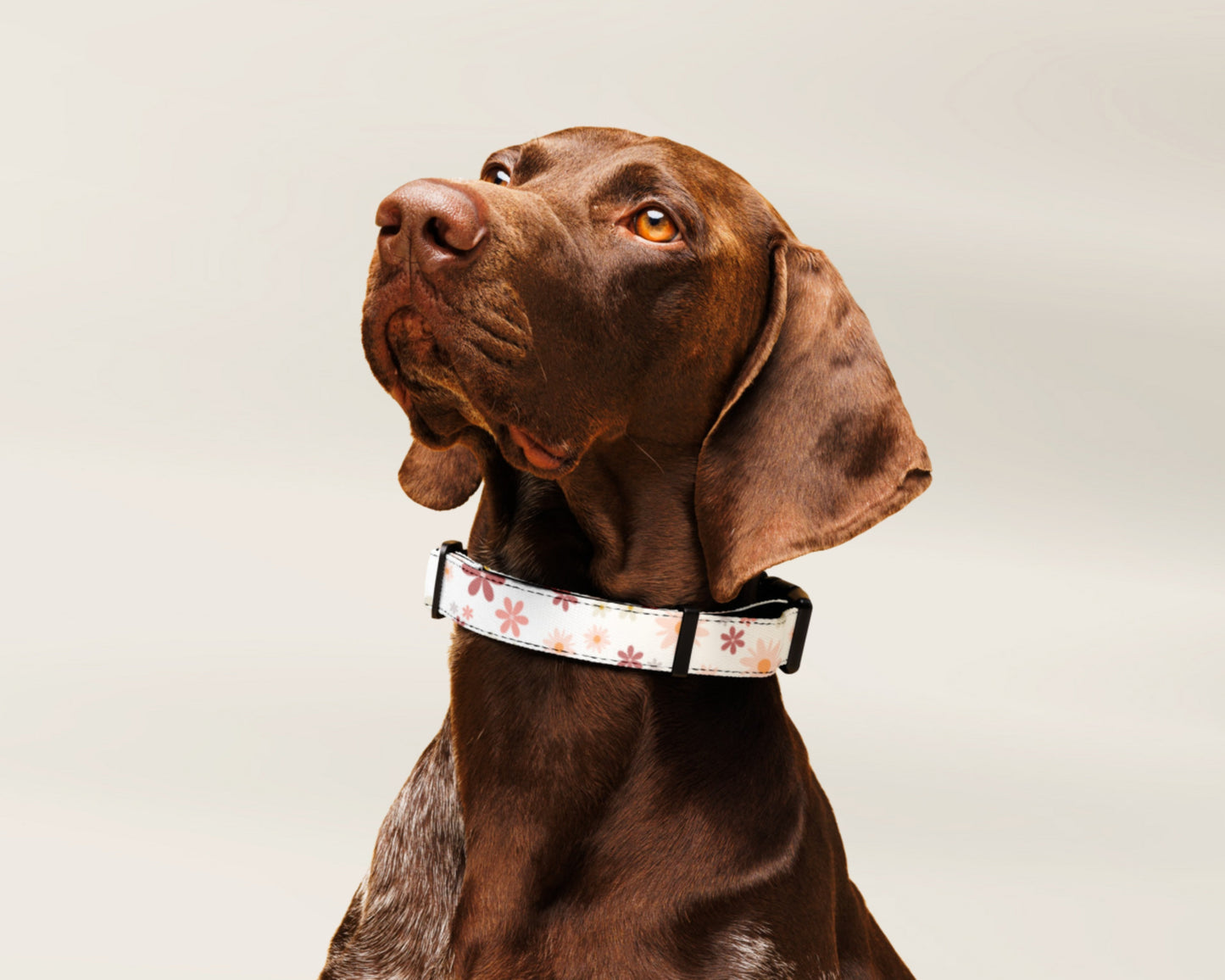 Custom Pet Dog Collar - Retro Floral - TLC Paws