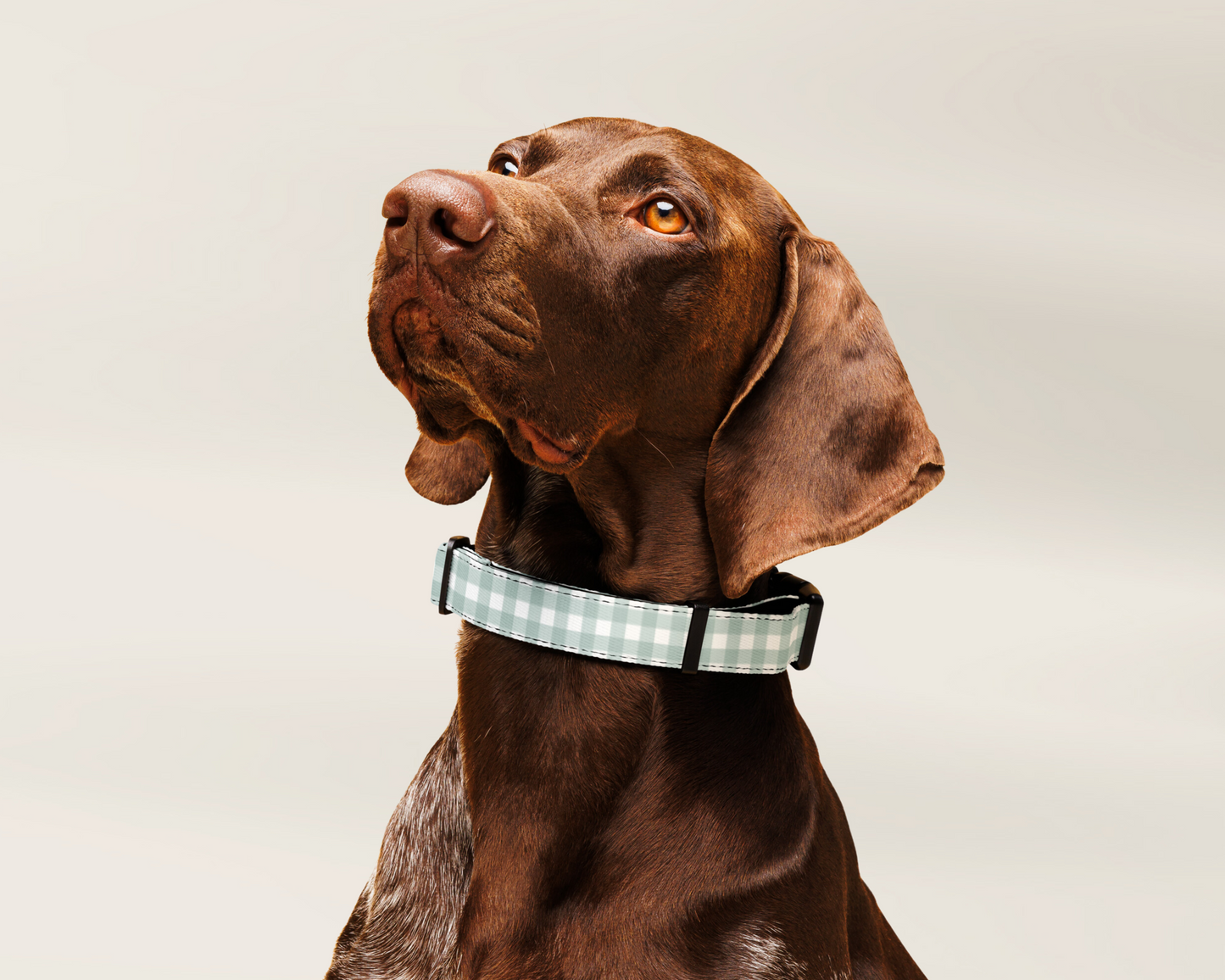 Dog Collar and Pet Leash Set - Gingham Sage - TLC Paws