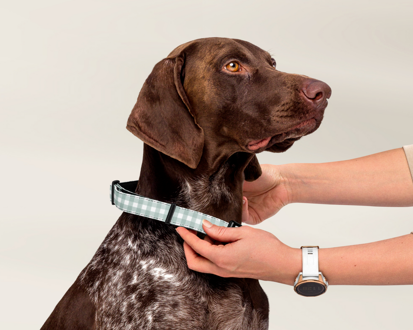 Dog Collar and Pet Leash Set - Gingham Sage - TLC Paws