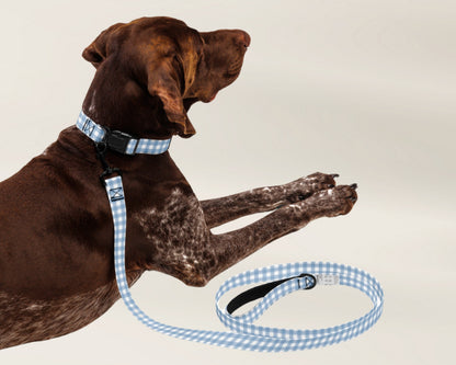 Pet Collar and Leash Set - Gingham Blue - TLC Paws
