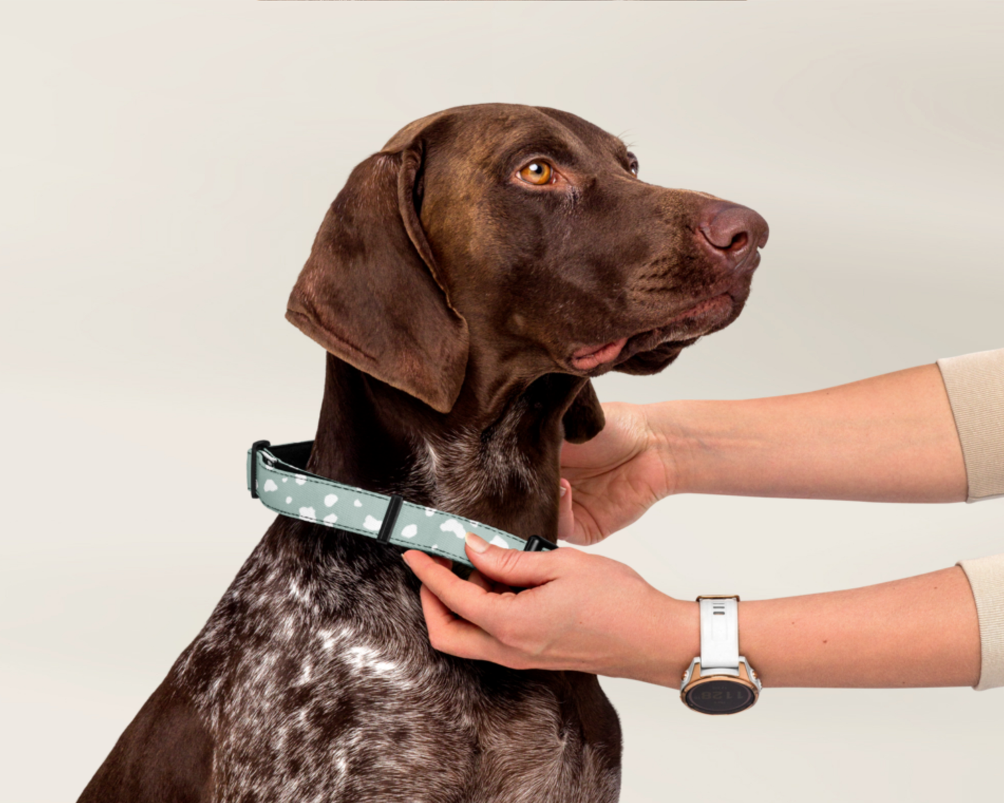 Dog Collar and Leash Set