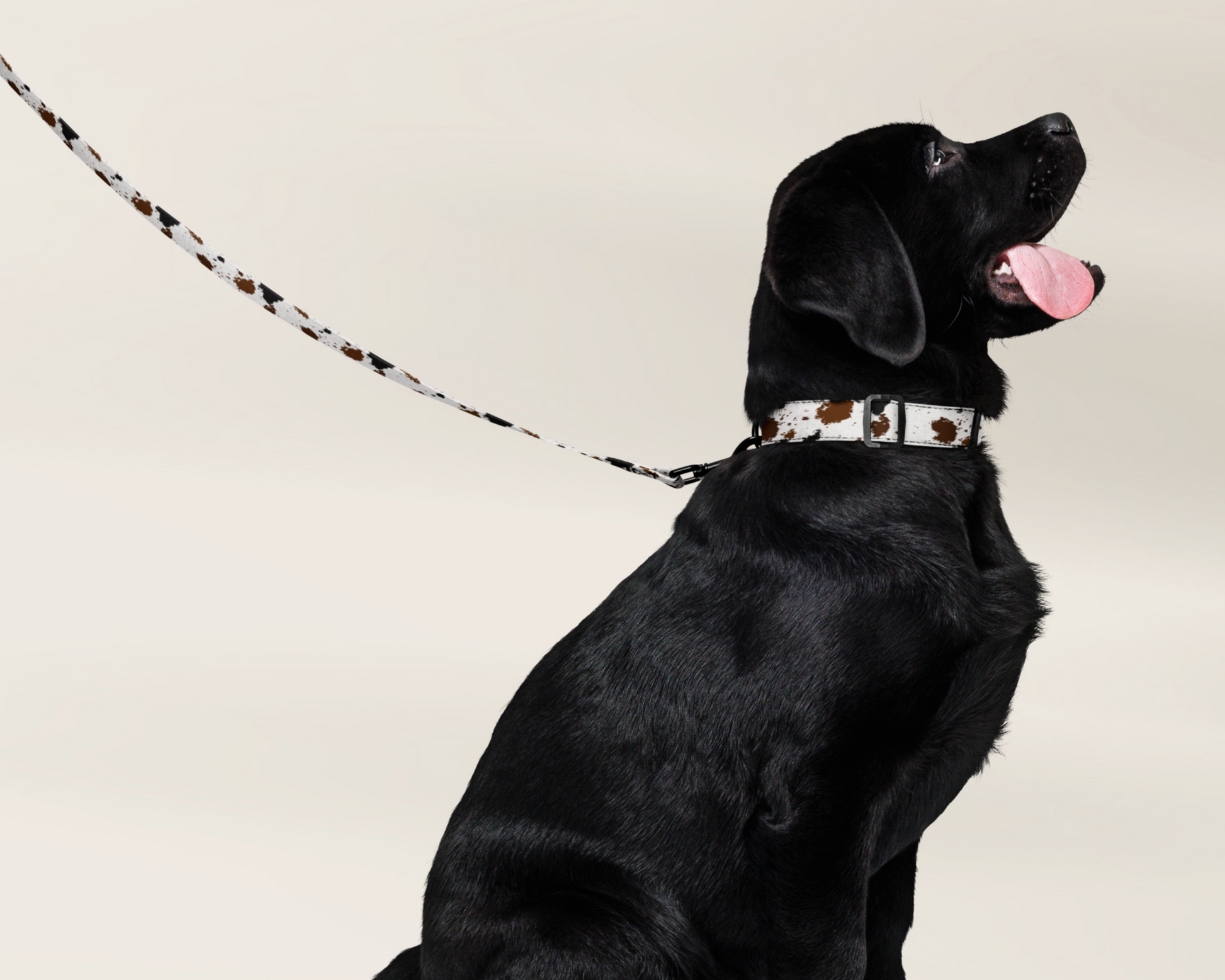 Dog Leash - Cowhide Animal Print - TLC Paws