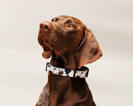Dog Leash - Cowhide Animal Print - TLC Paws
