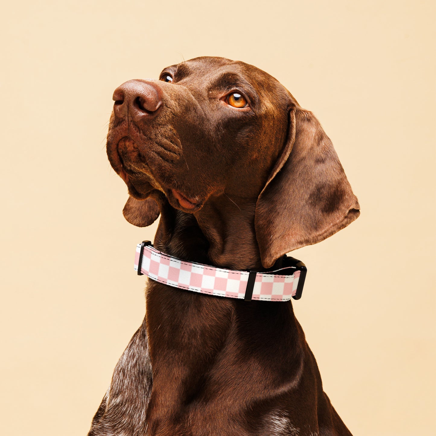 Pet Collar and Leash Set - Checkered Pink - TLC Paws